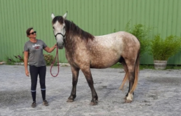 Eleonore professionnelle au domaine equestre de Landriole